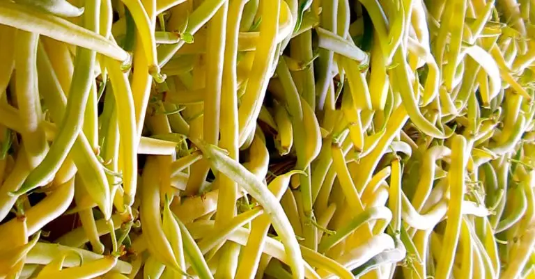 שעועית צהובה