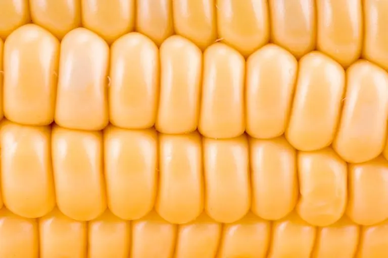 פשטידת תירס